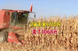 种植玉米收益-玉米收获了，2亩地产量4720斤，看看最新价格是多少？能卖多钱？
