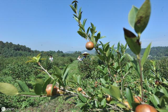 油茶树栽培管理技术要点有哪些？