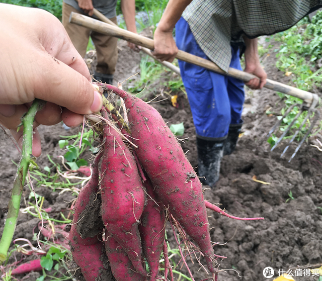 番薯届的“网红小萝莉”，一年仅产一季的天目山小香薯开挖啦