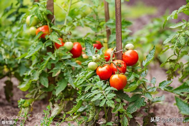 秋番茄栽培技术，需要注意哪些，你知道吗？