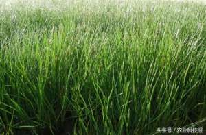 地下种植什么-不种植水稻种“地下果”，收入却比水稻高