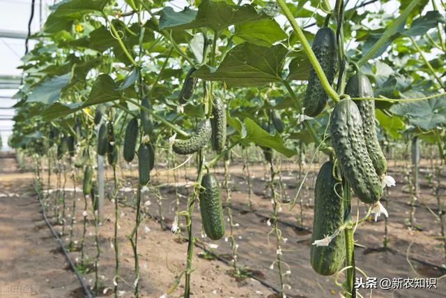 温室黄瓜栽培要点、以及存在的问题和解决措施，学会这些高产不难