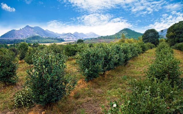 油茶树种植技术及管理须知