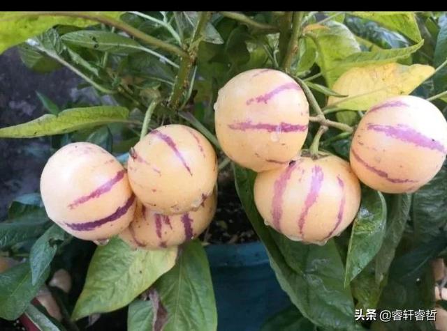 这是我花盆种的人参果，香甜赛蜜瓜，买来的无法比，分享种植方法