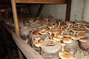地下室种植蘑菇-茶薪菇防空洞反季节栽培技术，降低成本，提高经济效益