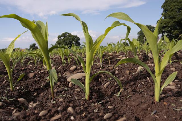 种1垧玉米净赚7200元，农民“种地”、“打工”如何选择？