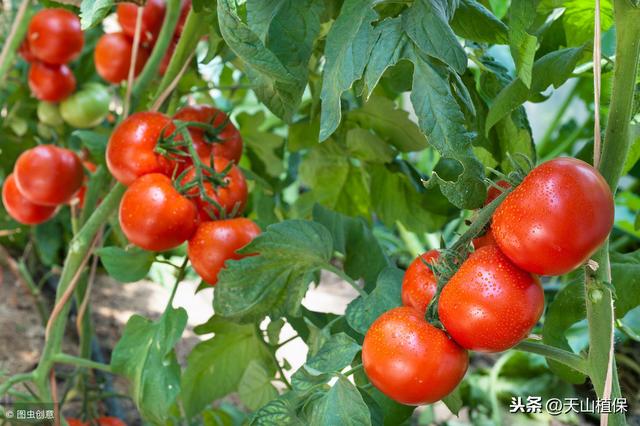 西红柿露地栽培技术