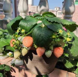 阳台草莓种植经验-阳台种草莓，做“2点”，收获“更多果”，过程简单省心