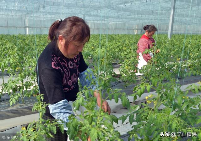 西红柿露地栽培技术