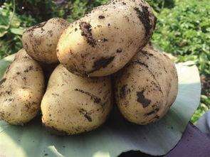 种植的土豆-土豆发芽别扔，教你简单种植土豆人人都能种