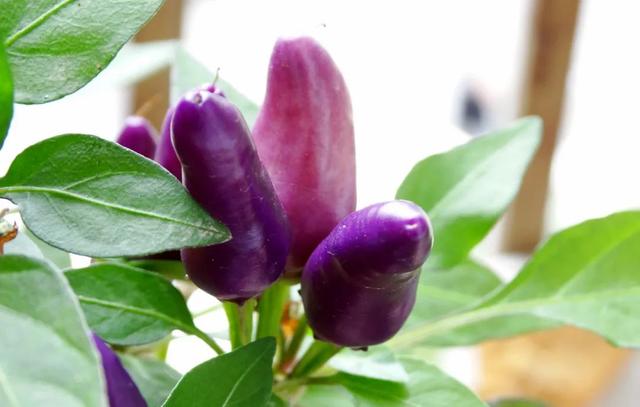 神秘的紫色迷你椒真好看，想要尝尝它是甜是辣，试试播种盆栽
