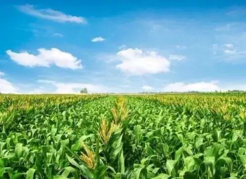 广而告之：中国玉米种植面积全球第一