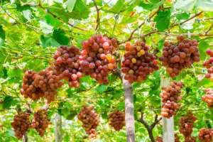 美国提子的种植-红提葡萄种植方案，从定植到采收，建议收藏
