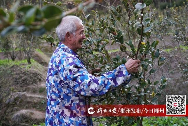 新春走基层｜茶籽树套种栽培种出科学致富路