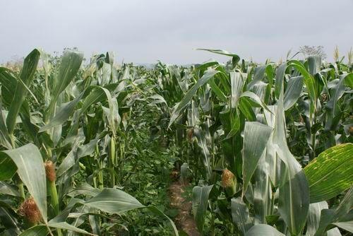 粘玉米怎么种？粘玉米的地如何管理，粘玉米的中耕管理方法有哪些