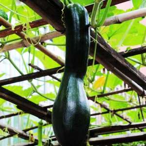 牛腿瓜的种植-黑皮长南瓜根据早春季节低温高垄套头栽培技术