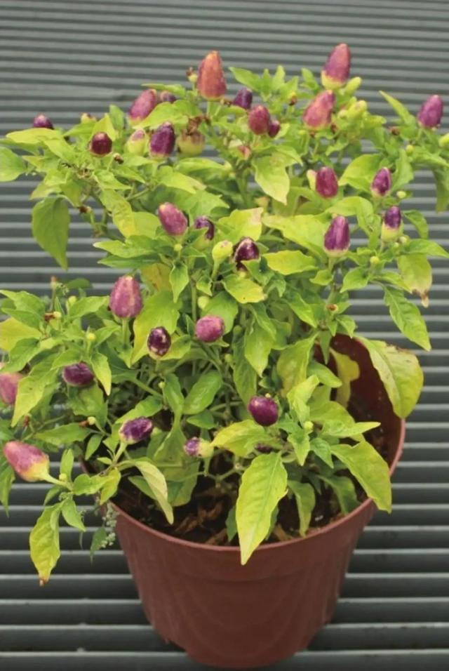 神秘的紫色迷你椒真好看，想要尝尝它是甜是辣，试试播种盆栽