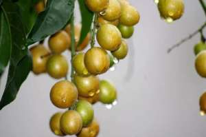 黄皮树的种植和管理-被誉为“果中之宝”的黄皮果，全套栽培技术来了，果农看过来