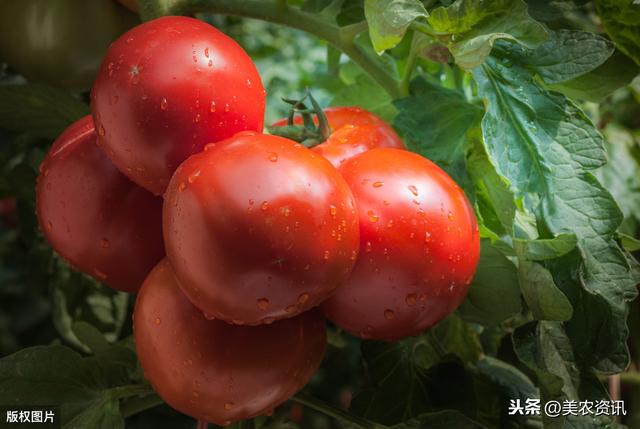 秋番茄栽培技术，需要注意哪些，你知道吗？