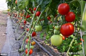 夏朗番茄种植价格-秋番茄栽培技术，需要注意哪些，你知道吗？