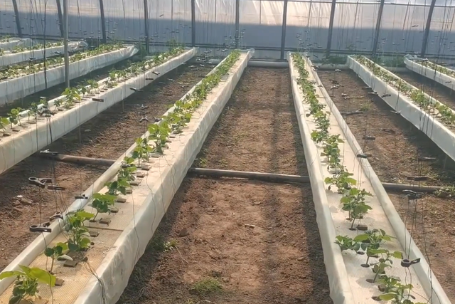 水培种植黄瓜，株行距多少合适？看看我们的种植方法