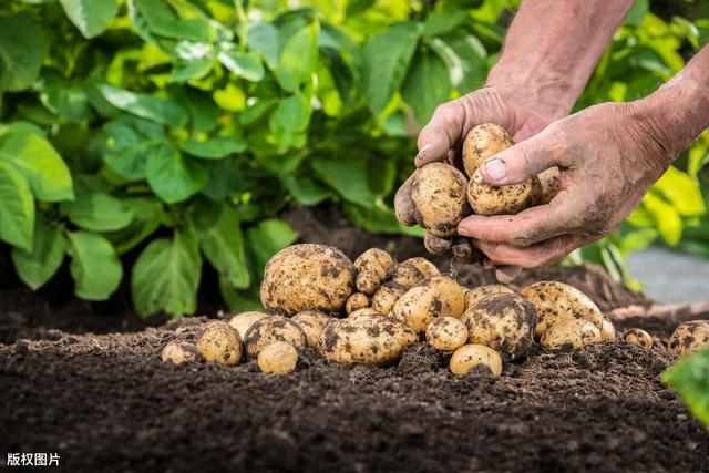 土豆种植4膜技术，与生长时期管理相结合，错峰上市增产提质