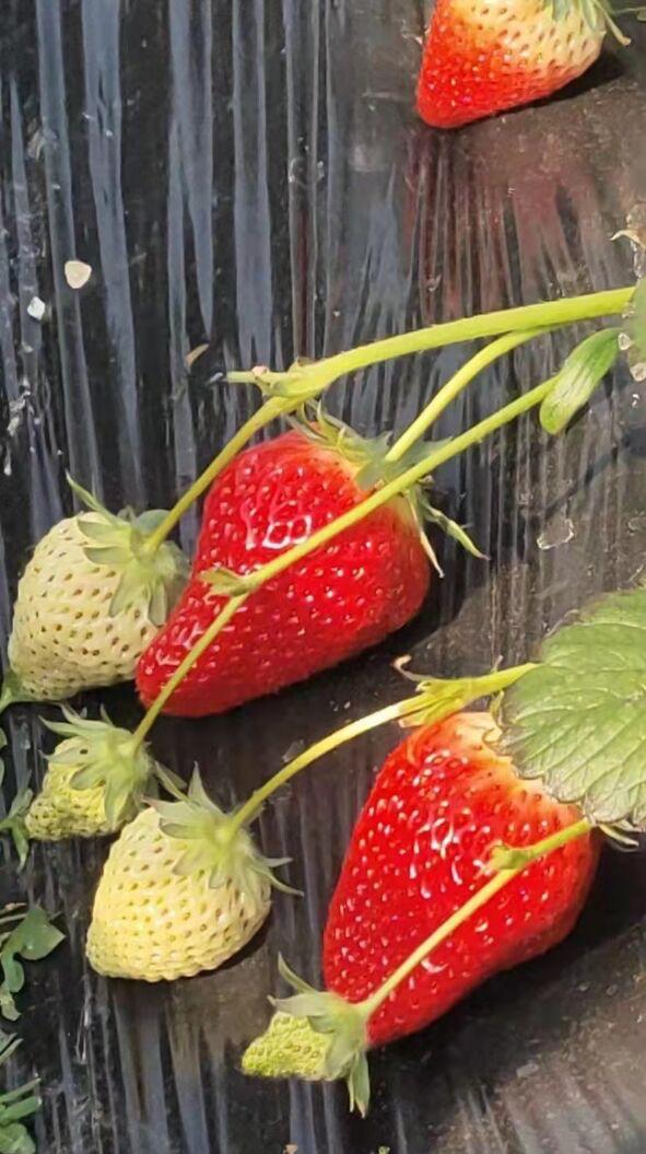 阳台种草莓，做“2点”，收获“更多果”，过程简单省心