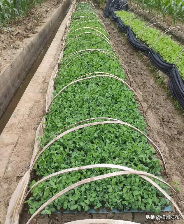 实践“高效＋节本”种植技术 助力甜豆生产稳定发展