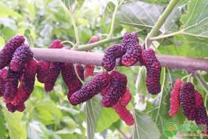桑果树种植-果桑树怎么种？果桑繁殖、栽培技术及病虫害防治措施
