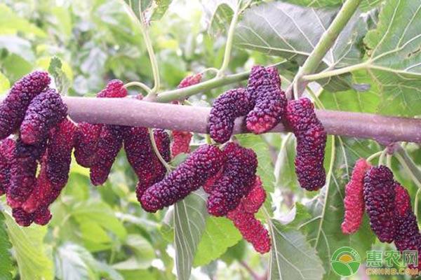 果桑树怎么种？果桑繁殖、栽培技术及病虫害防治措施