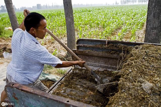 种植玉米高效施肥的5点措施，提高玉米产量和品质，助你大丰收