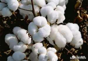 种植棉花的自然条件-棉花的生长发育需要什么条件，有哪些需要注意的地方？