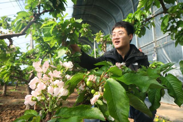 北京有个“樱桃之乡”！棚外春寒料峭，棚内花果香