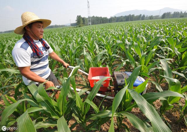 种植玉米高效施肥的5点措施，提高玉米产量和品质，助你大丰收