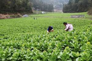 青菜苔种植技术-白菜苔种植时间和方法