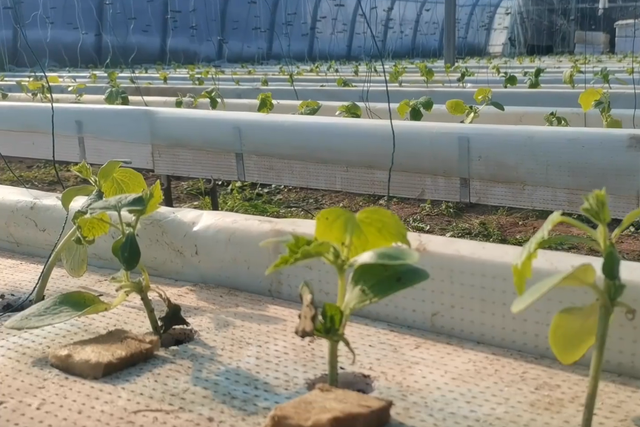 水培种植黄瓜，株行距多少合适？看看我们的种植方法