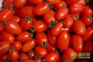 小番茄种植时间和方法-圣女果种植最佳时间，种植期间的管理方法