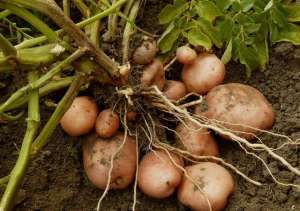 土豆种植季节-马铃薯什么时间播种，薯芽朝上还是朝下放置？