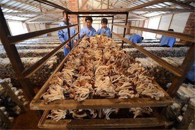 茶薪菇防空洞反季节栽培技术，降低成本，提高经济效益