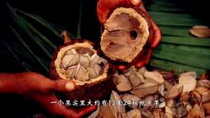 鲍鱼果种植-新疆特产——鲍鱼果