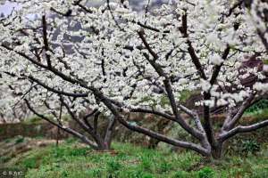 果树苗 南方种植-都说“立春好栽树，栽树不过清明节”，过年后，梨树就需要栽植了