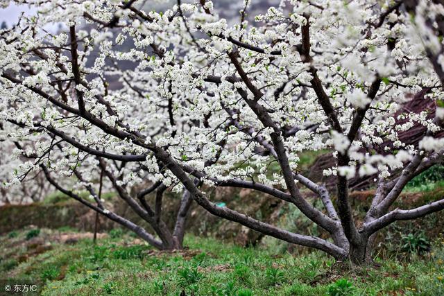 都说“立春好栽树，栽树不过清明节”，过年后，梨树就需要栽植了