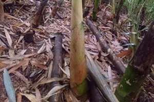 香笋的种植-大理宾川：鸡足山香笋竹经过三年试点种植，研究出一套种植技术