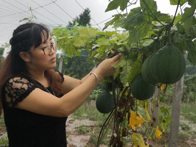 小小瓜蒌，遍地茱萸——一个IT女老板的农业梦
