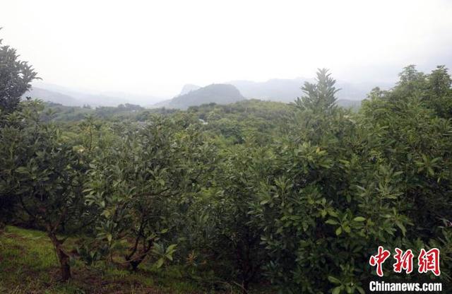 云南孟连成为国内最大牛油果种植基地