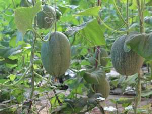 哈蜜瓜种植时间和方法-哈密瓜几月份能种？哪些地区种植哈密瓜效果更好