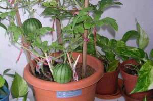 菠萝葡萄种植-这几种水果都可以盆栽，阳台栽培几盆，结的果子一年吃不完