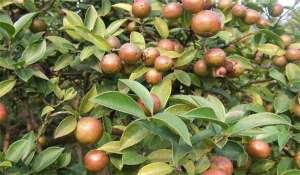 油茶种植栽培技术-油茶树种植技术及管理须知