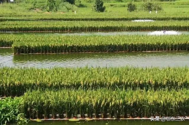 农户水面种植“漂浮水稻”好处多，既收稻又养鱼，获得双倍利益