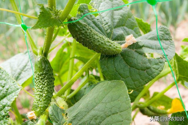 温室黄瓜栽培要点、以及存在的问题和解决措施，学会这些高产不难